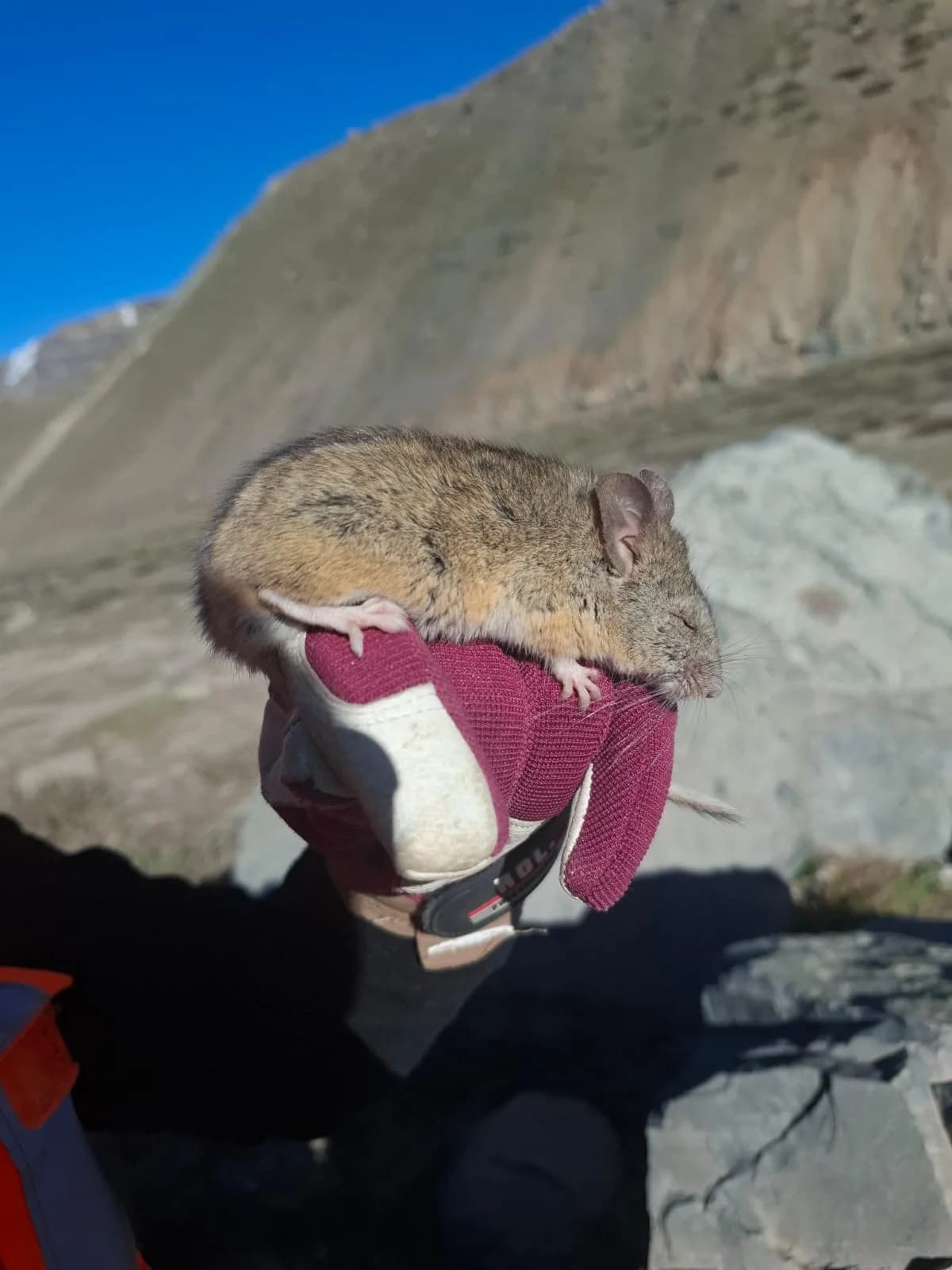 Proyecto ambiental FAMBA - Imagen 10