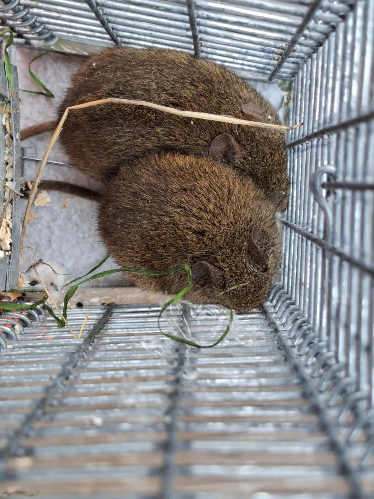 Proyecto ambiental FAMBA - Imagen 6