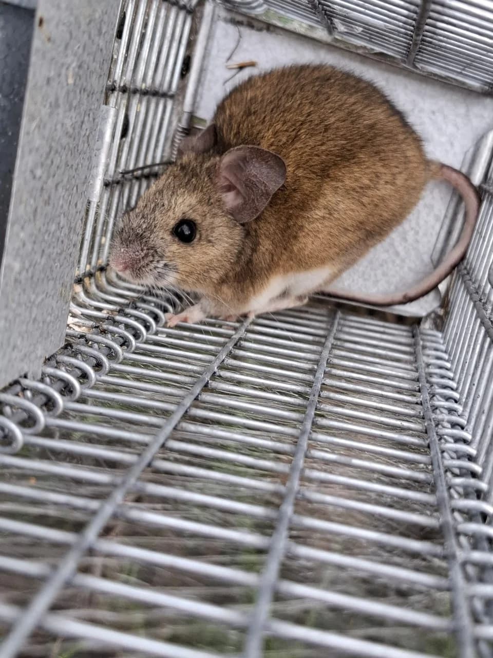 Proyecto ambiental FAMBA - Imagen 9